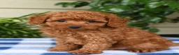 Toy Poodle dogs for sale: Tony - Ad 3