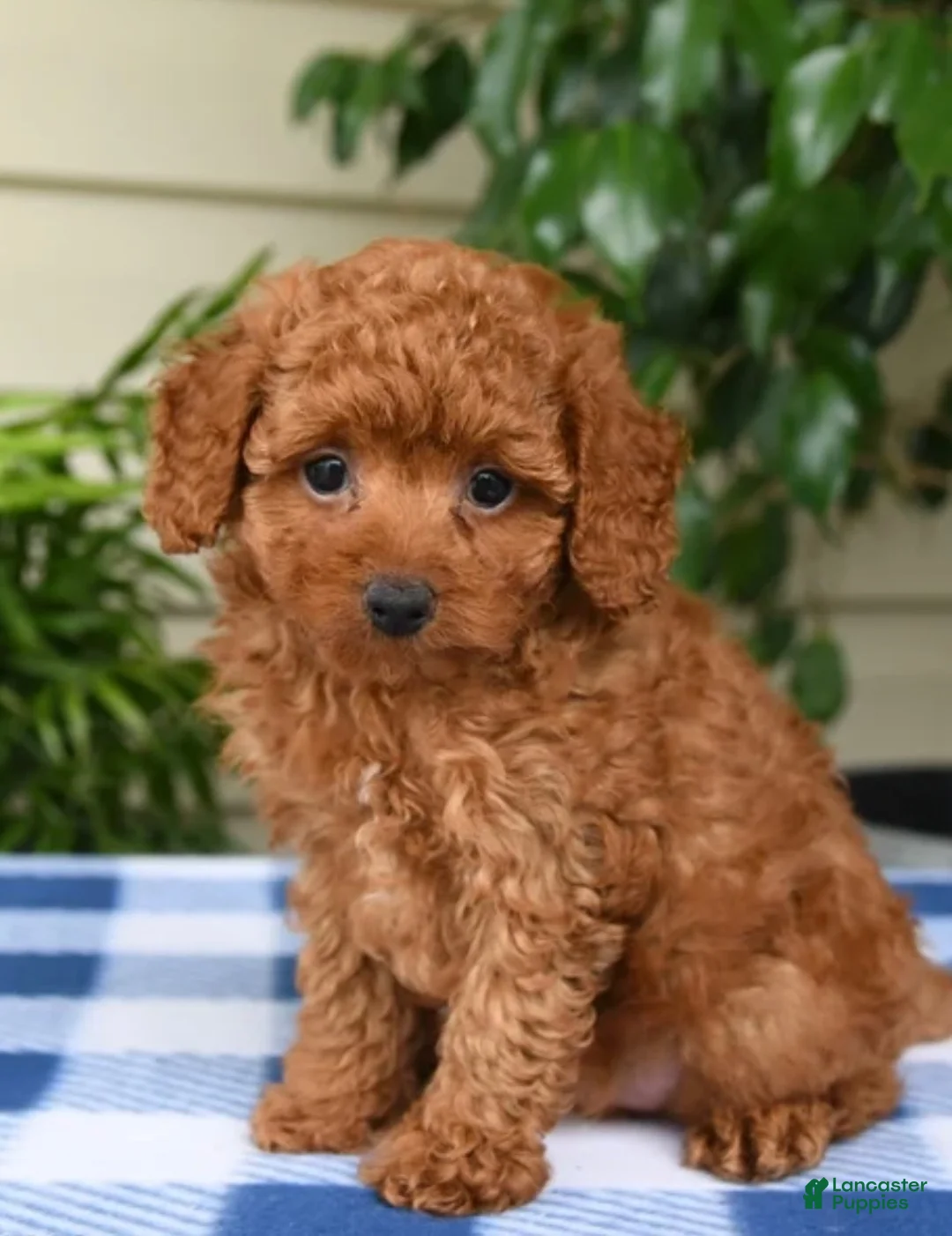 Toy Poodle dogs for sale: Tony - Ad 3