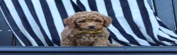 Miniature Poodle dogs for sale: James - Ad 6