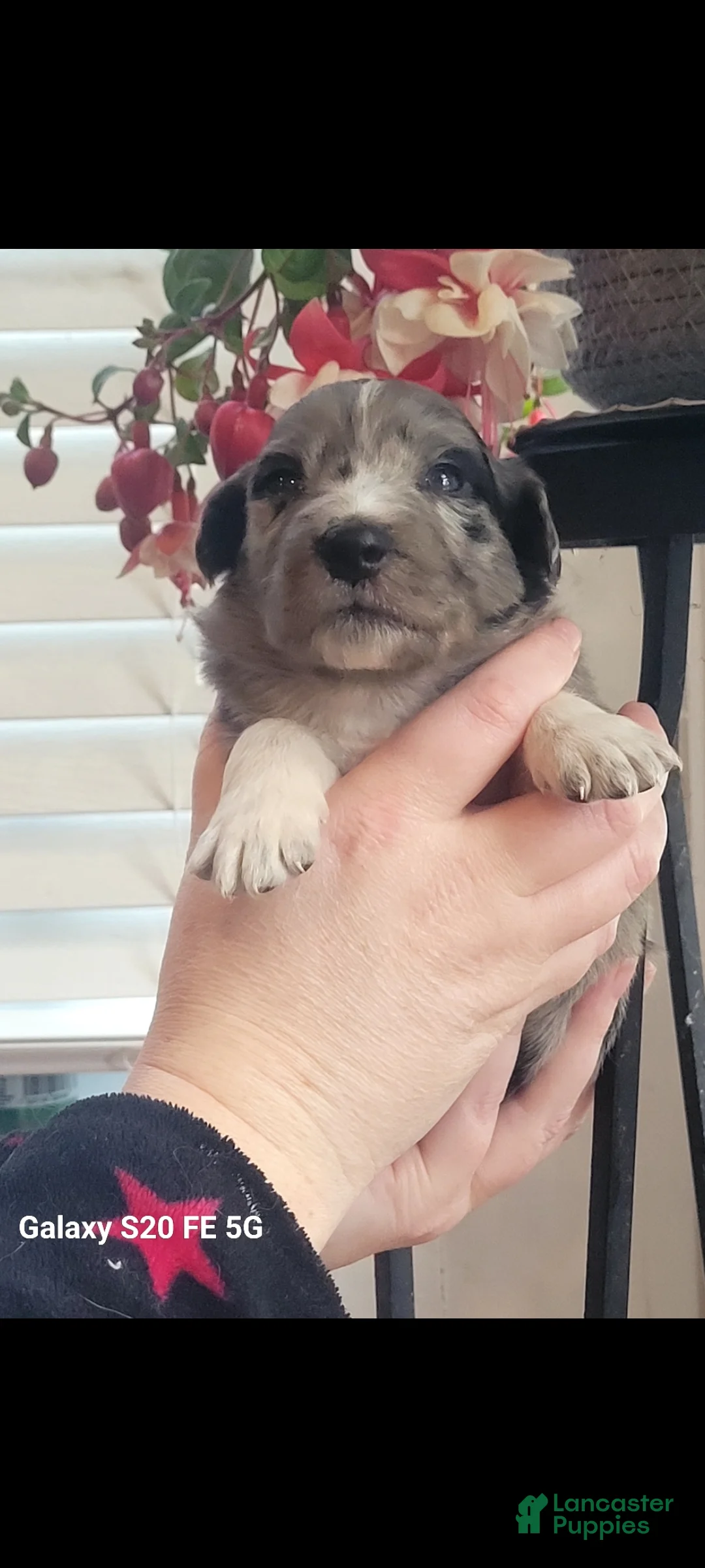 Australian Shepherd dogs for sale: Australian Shepherd Puppy 7 - Ad 2