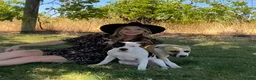 American Staffordshire Terrier dogs for sale: American Staffordshire Terrier 2 - Ad 46