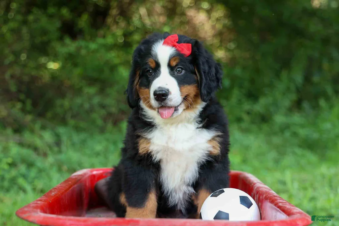 Bernese Mountain Dog dogs for sale: SPIKE - Ad 1