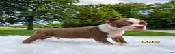 Boston Terrier dogs for sale: Lore  - Ad 3