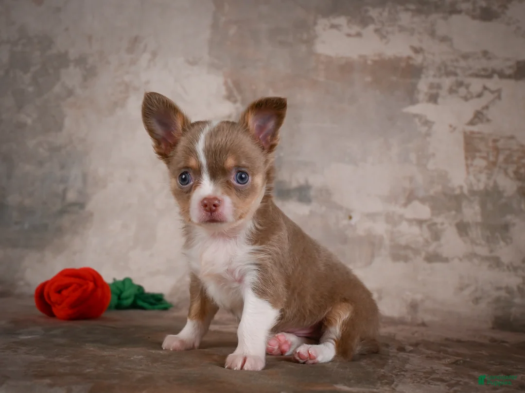 Chihuahua dogs for sale: Eli - Ad 1