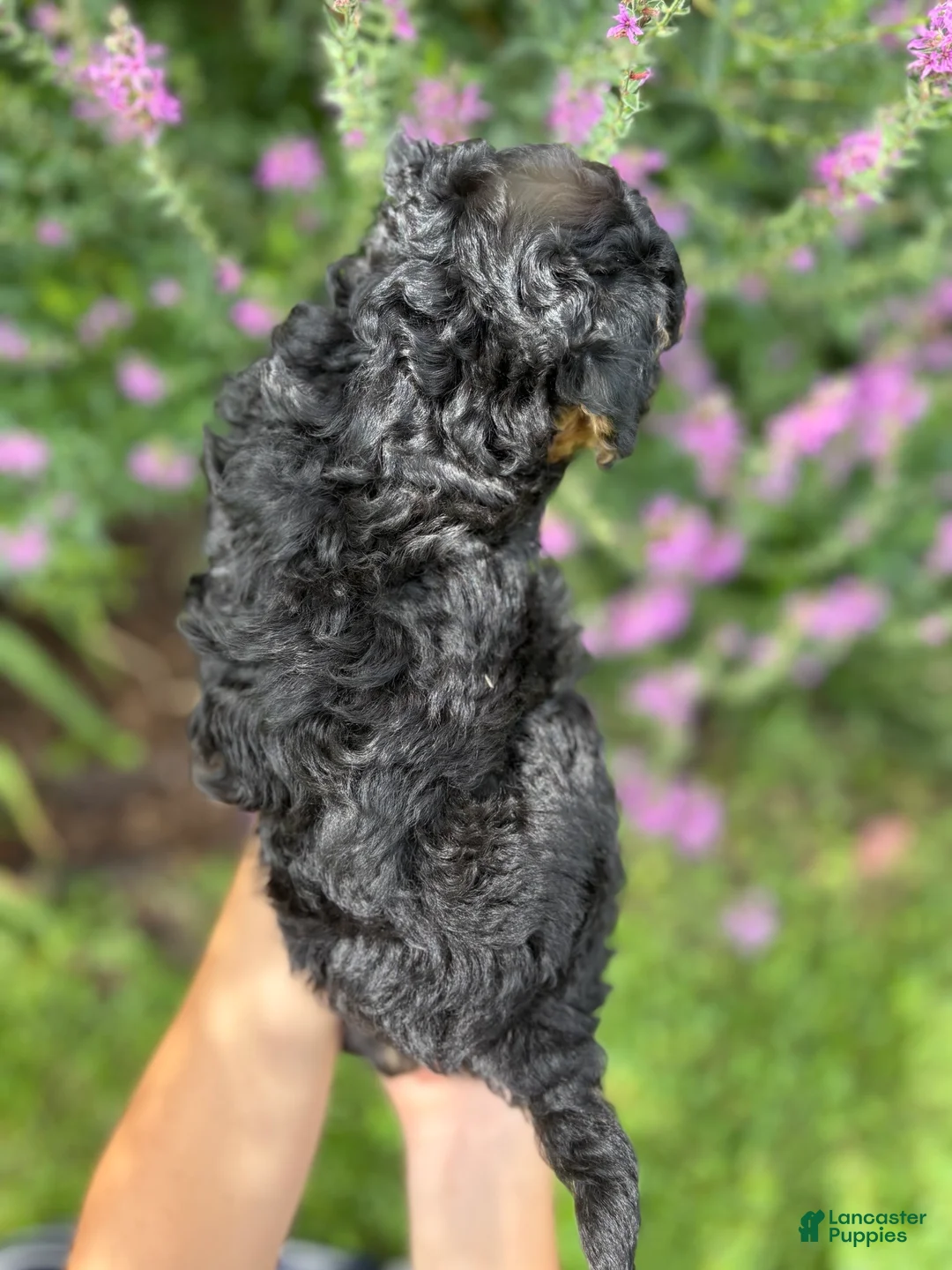 Mini Aussiedoodle dogs for sale: Peanut - Ad 5