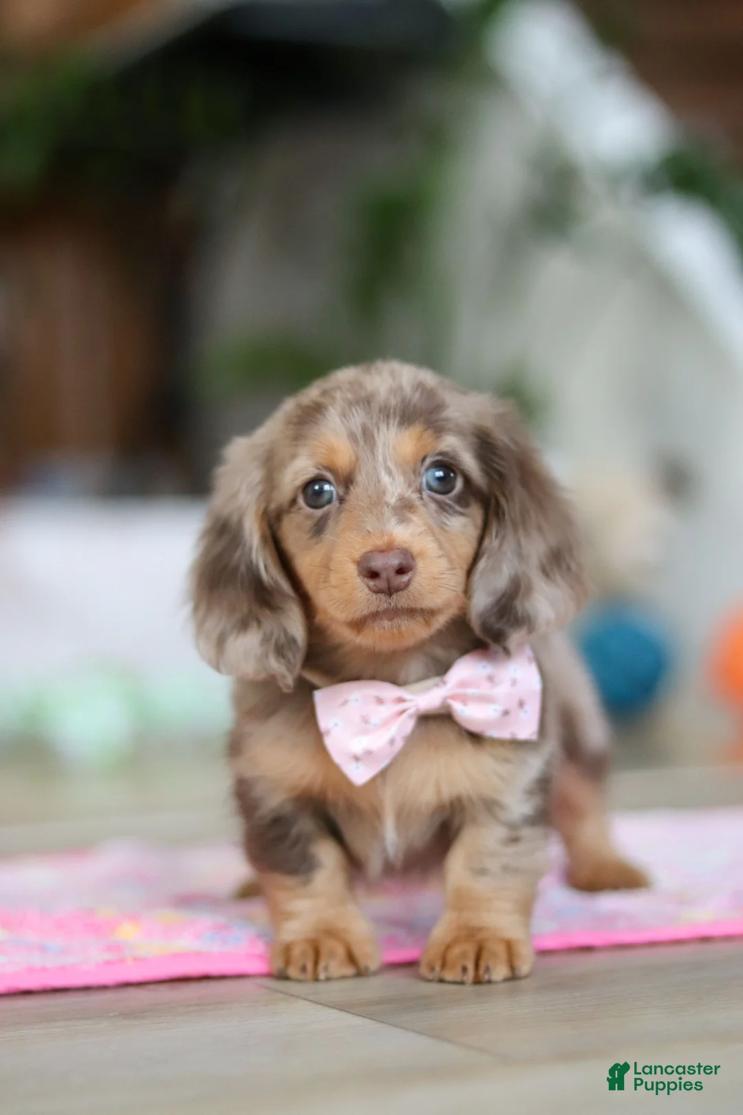 Miniature Dachshund dogs for sale: Callie - Ad 1