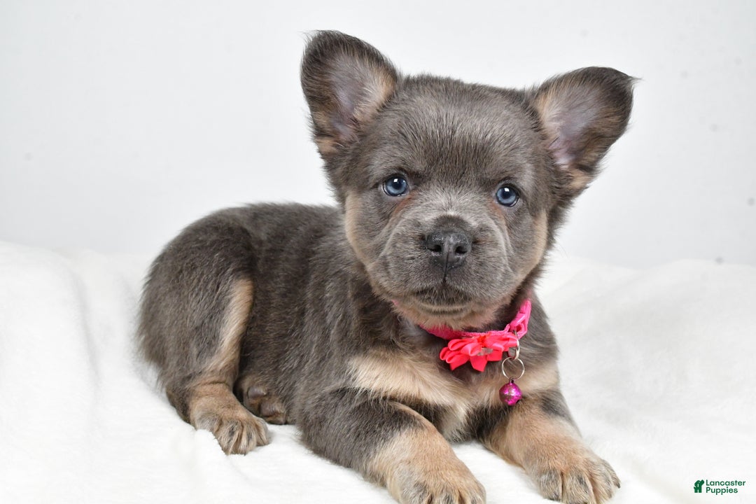 French Bulldog dogs for sale: Brianna - Ad 7