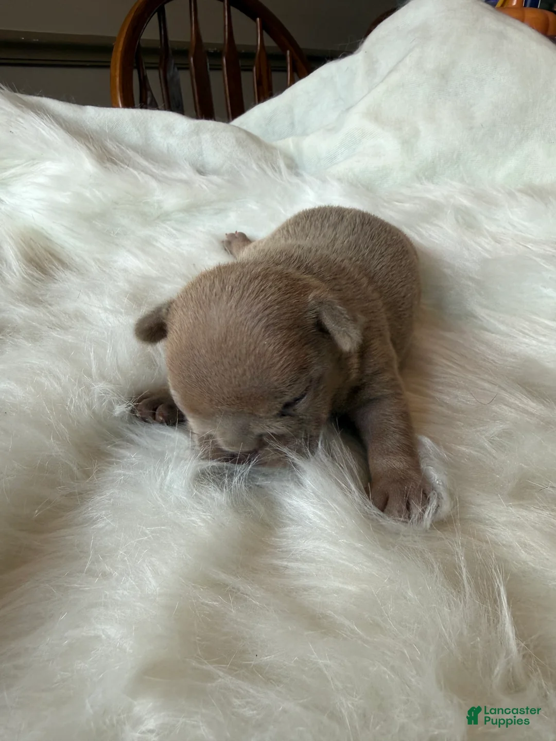 French Bulldog dogs for sale: French Bulldog Puppy 1 - Ad 2