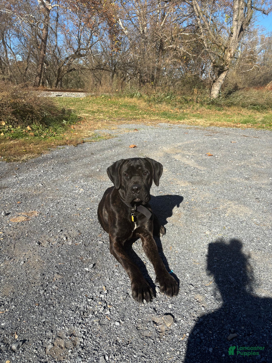 Cane Corso dogs for stud: Xphos - Ad 10