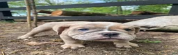 Mixed Breed dogs for sale: Beast - Ad 7