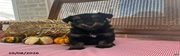Mini Aussiedoodle dogs for sale: Dixie - Ad 2