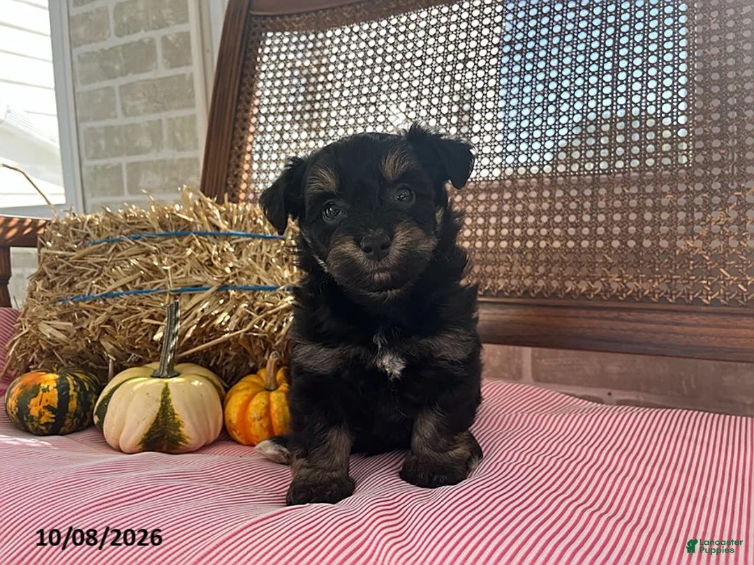 Mini Aussiedoodle dogs for sale: Dixie - Ad 2