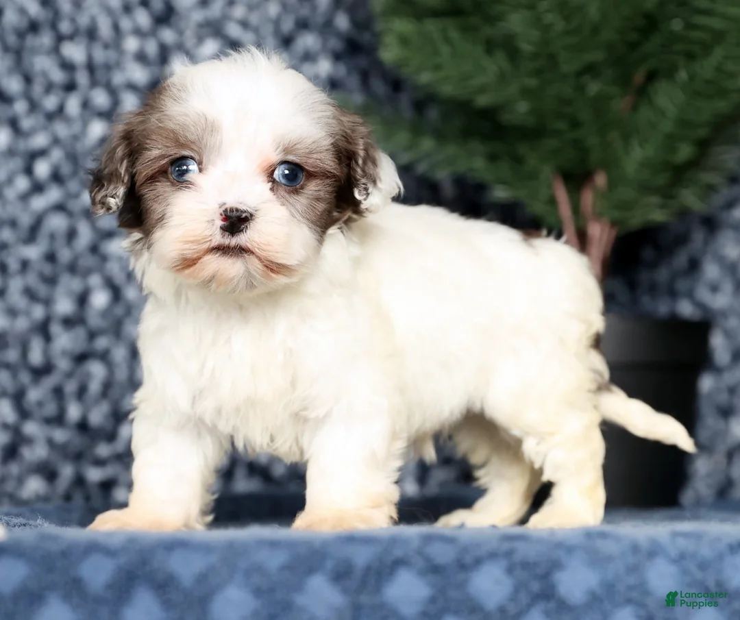 Havapoo dogs for sale: Lindsey - Ad 4