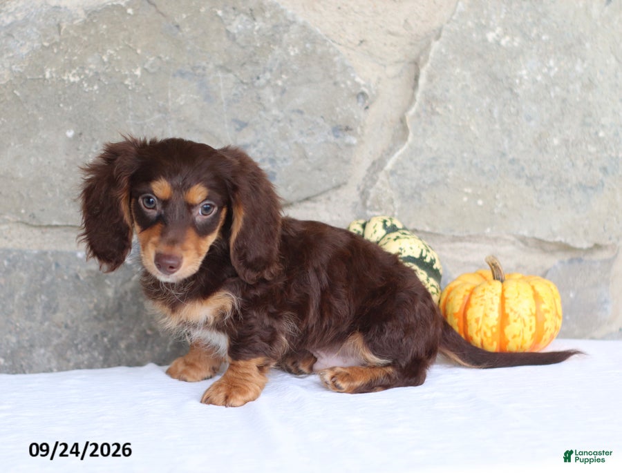 Miniature Dachshund dogs Tyler - Ad 2