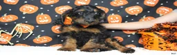 Cockapoo dogs for sale: Toffee  - Ad 2