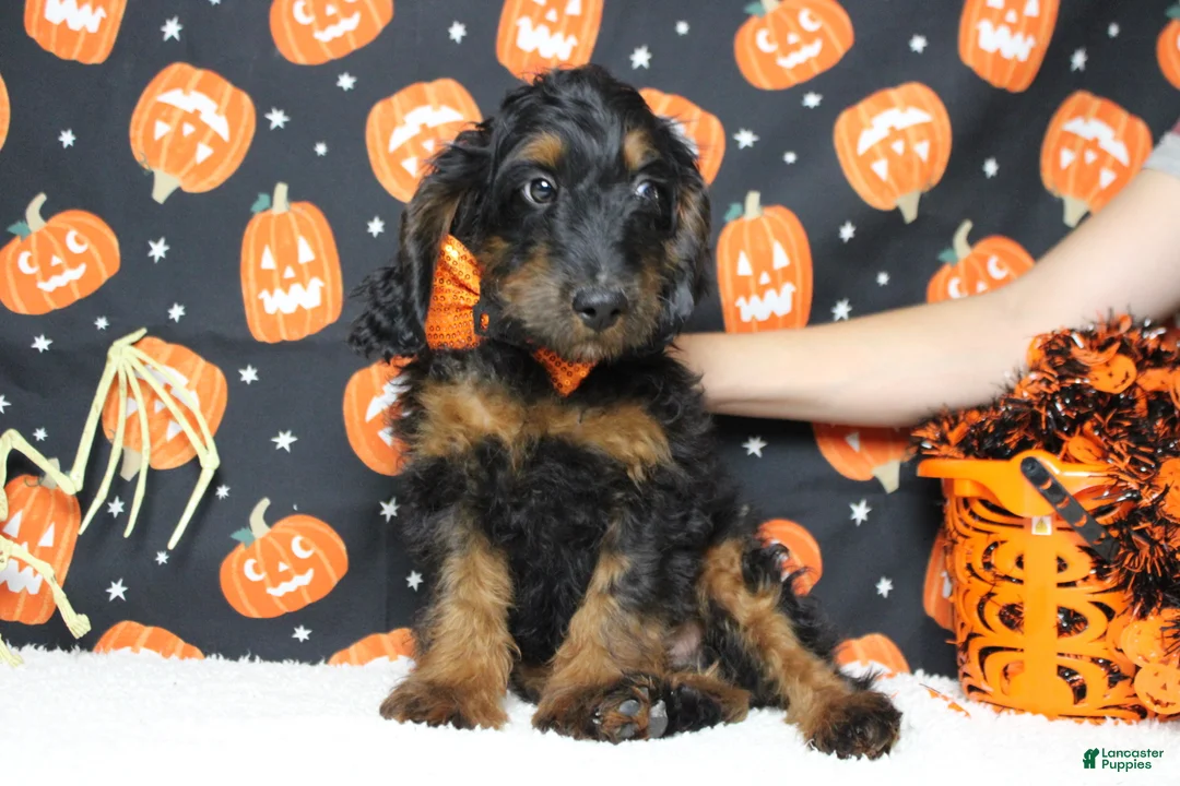 Cockapoo dogs for sale: Toffee  - Ad 2