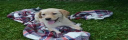 Labrador Retriever dogs for sale: Flowers - Ad 3