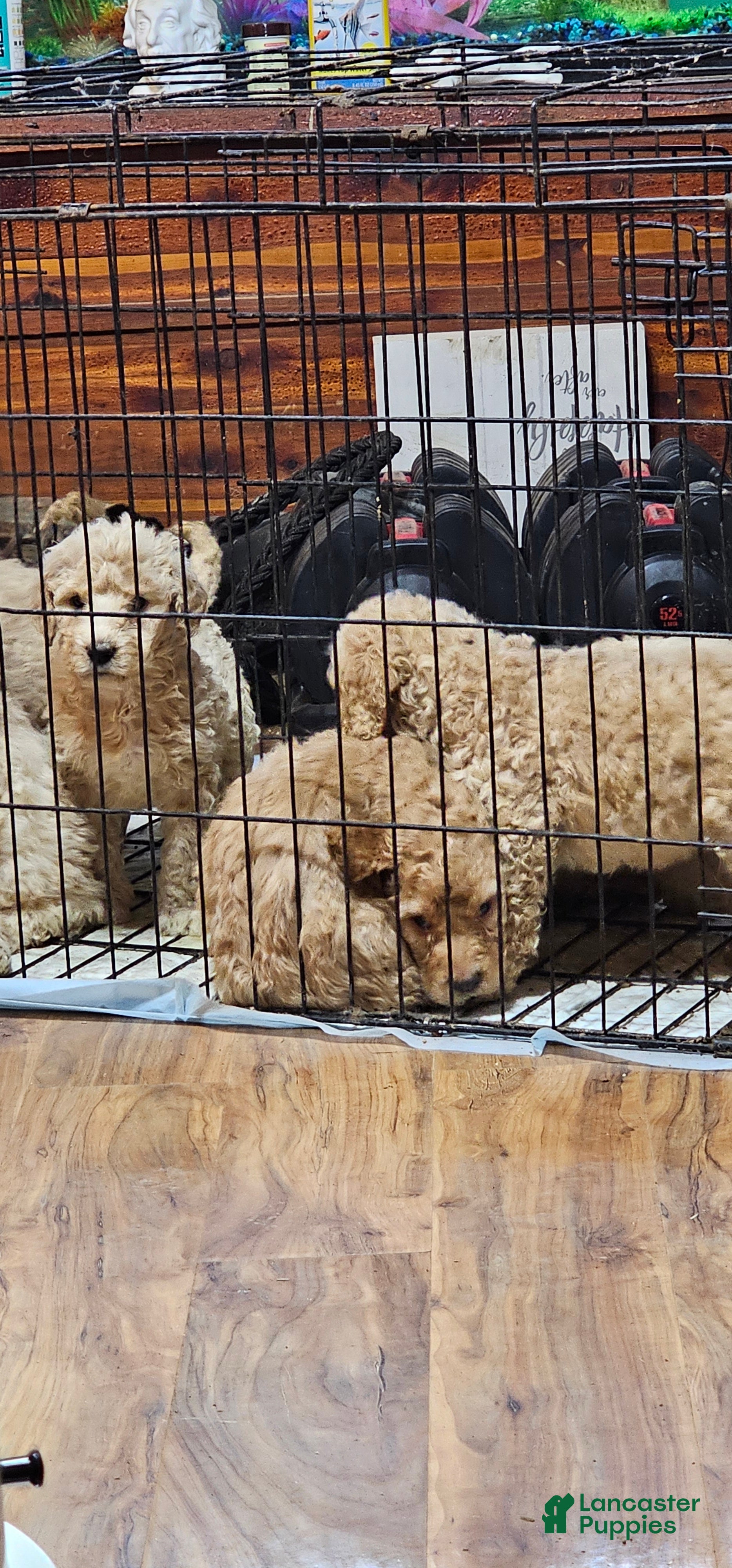 Goldendoodle dogs Goldendoodle Puppy 3 - Ad 2