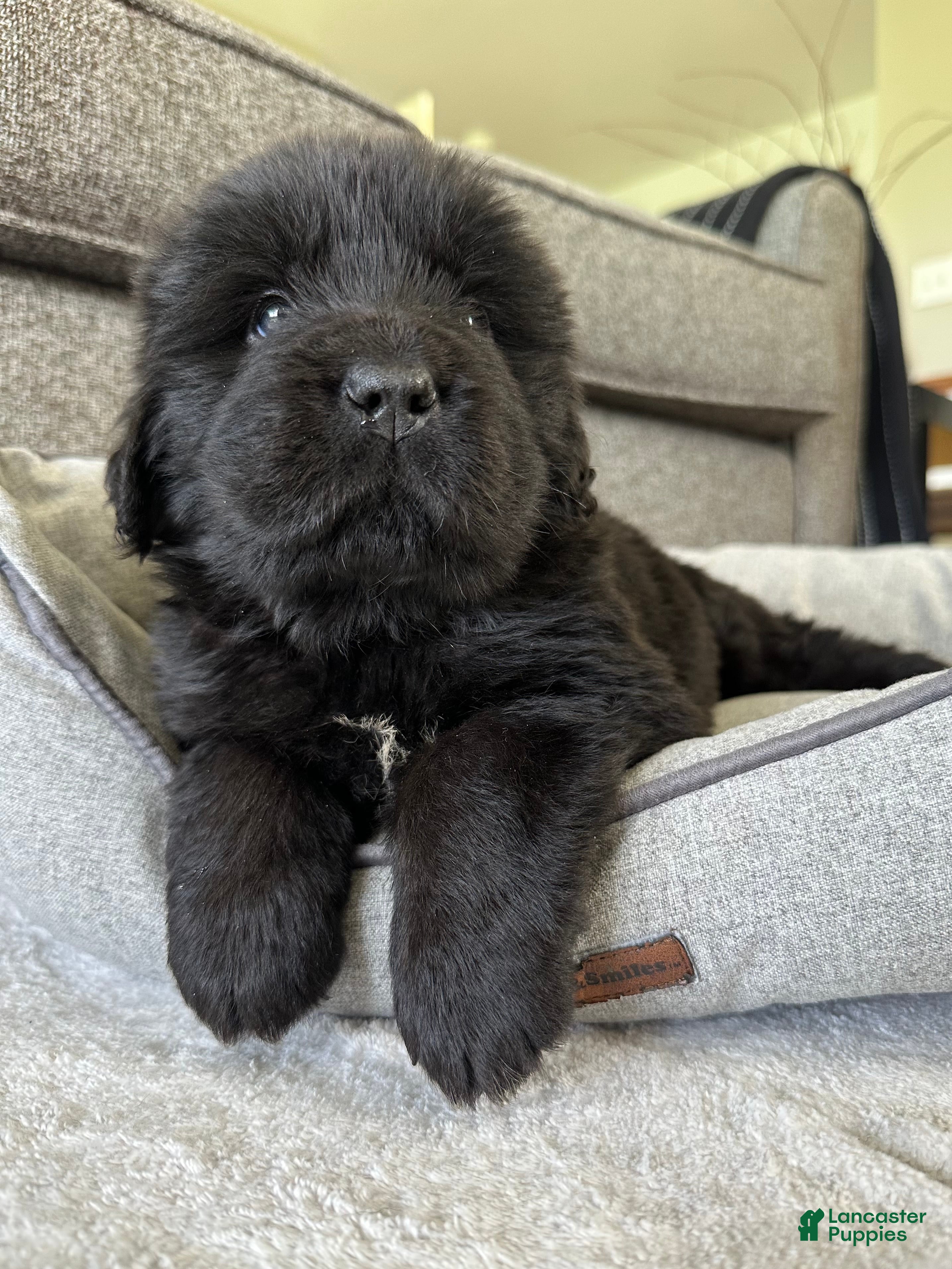 Newfoundland dogs for sale: “ Ella” OFA, CH, AKC  - Ad 4