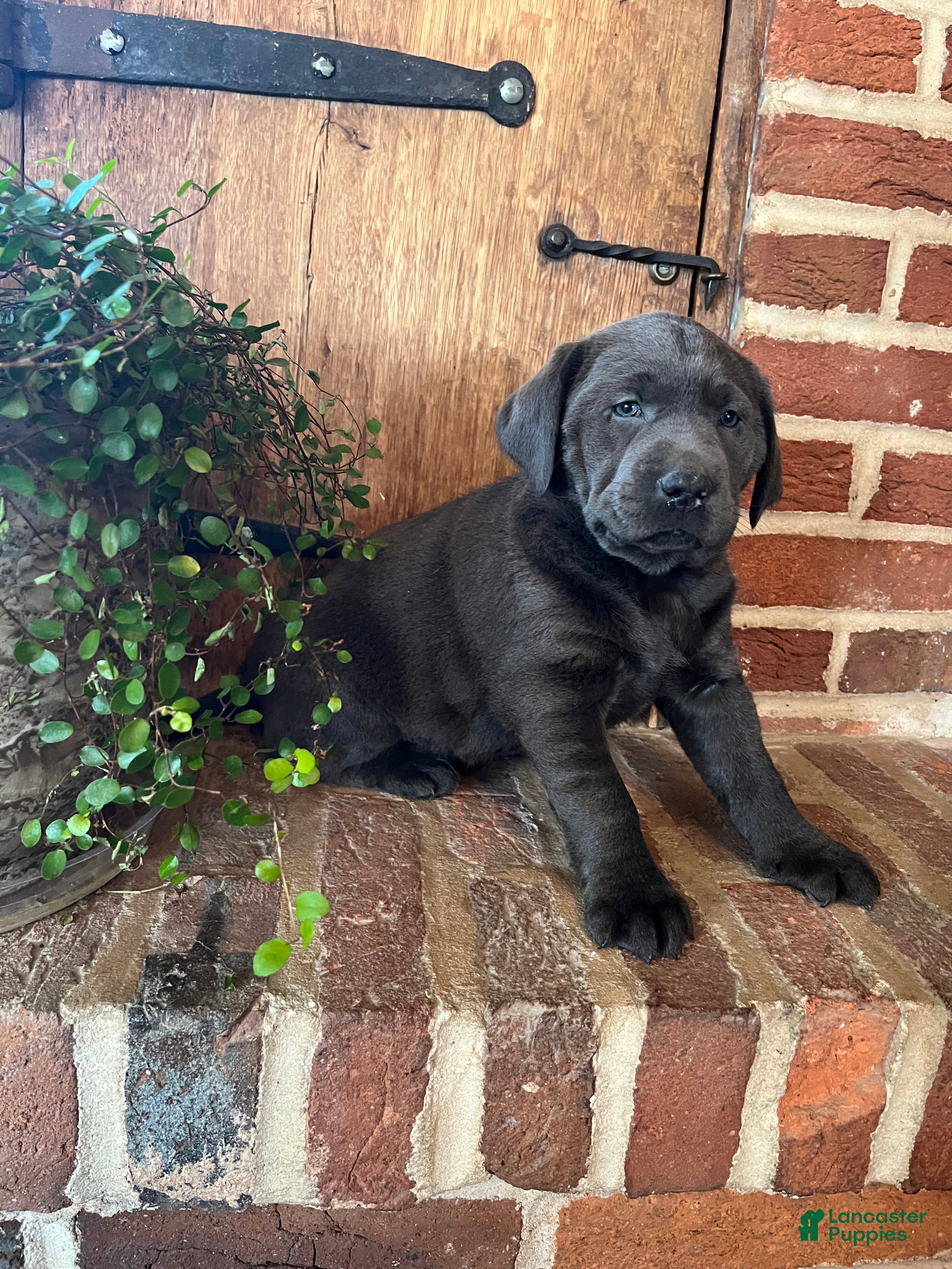 Labrador Retriever dogs Buttercup - Ad 1