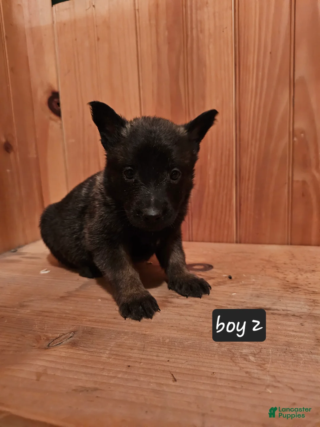 Belgian Malinois dogs for sale: Belgian Malinois Puppy 2 - Ad 2