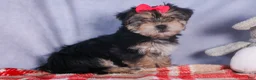 Morkie dogs for sale: Nova - Ad 25