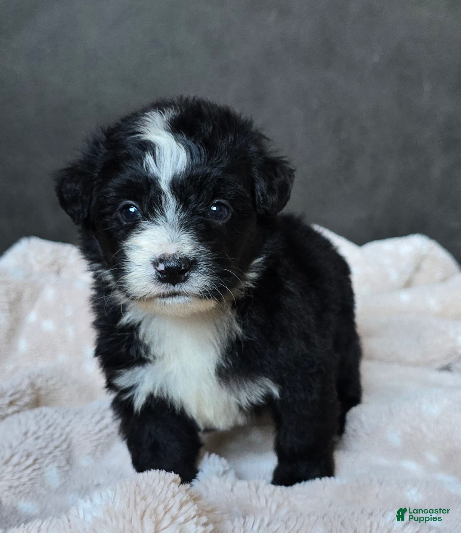 Mini Bernedoodle dogs for sale: Mini Wanda - Ad 2