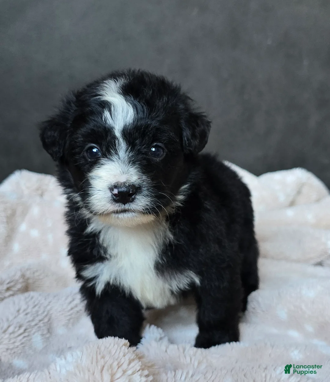 Mini Bernedoodle dogs for sale: Mini Wanda - Ad 1