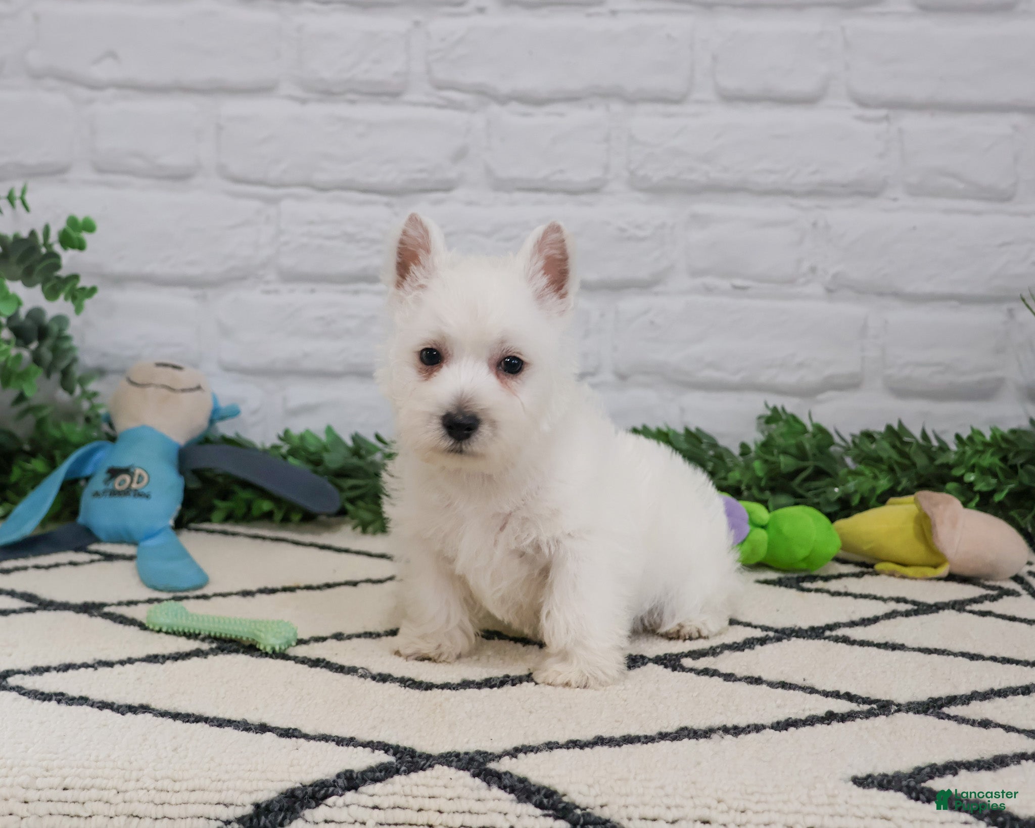 West Highland Terrier dogs Leo - Ad 5