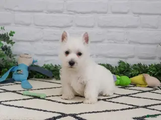 West Highland Terrier dogs Leo - Ad 18