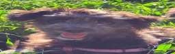 Pomapoo dogs for sale: Shadow - Ad 11