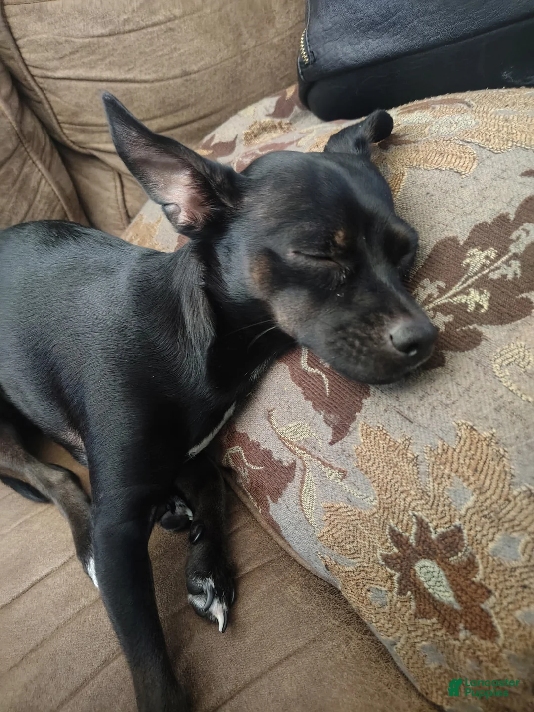 Mixed Breed dogs for sale: Mixed Breed Puppy 1 - Ad 2