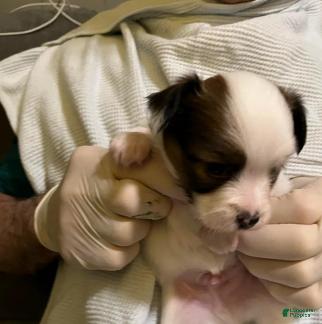 Papillon dogs for sale: Bubba - Ad 4