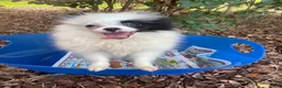Pomeranian dogs for sale: Pomeranian 3 - Ad 5
