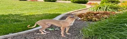 Italian Greyhound dogs for sale: Derek - Ad 5