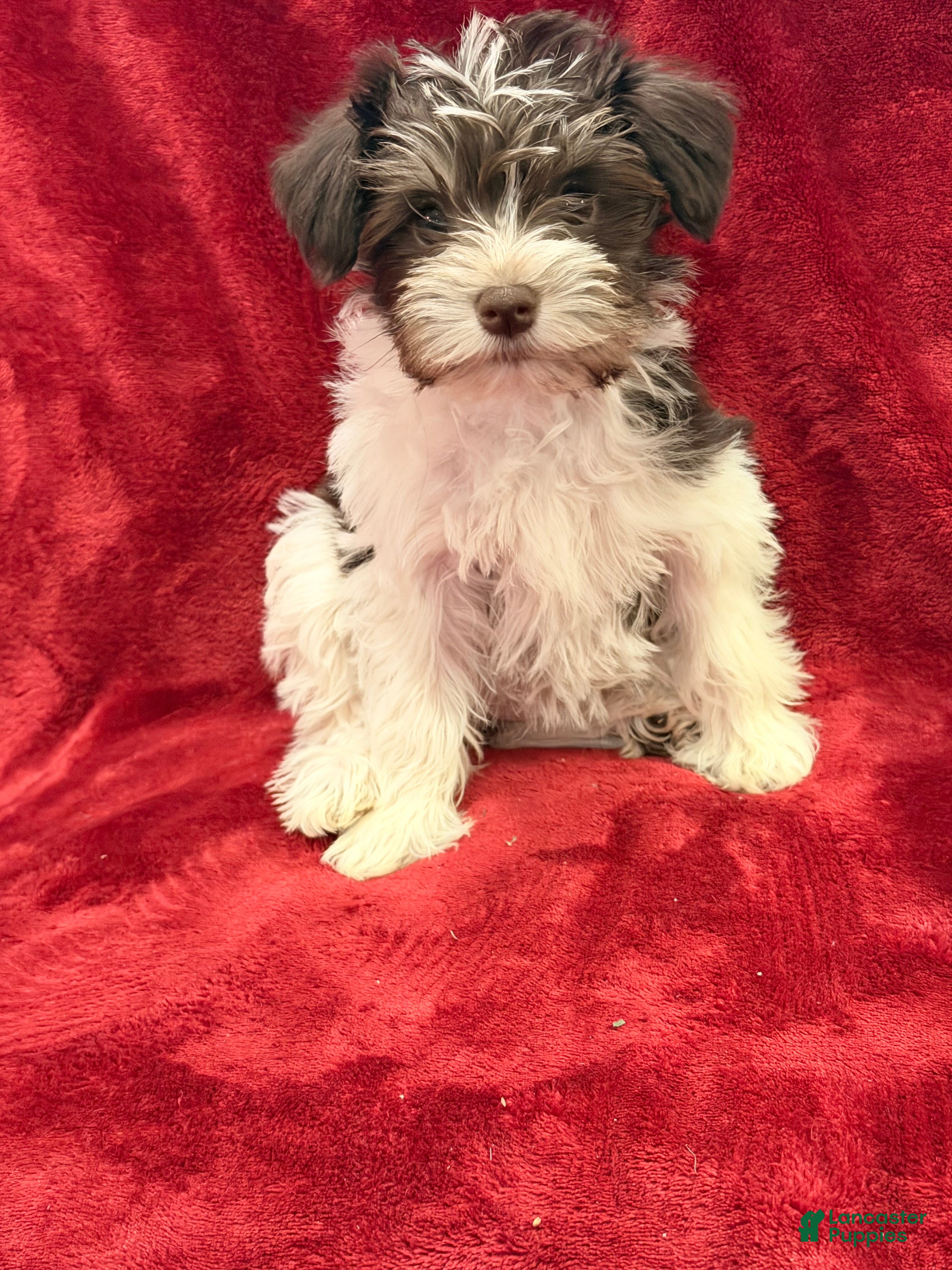 Miniature Schnauzer dogs Miniature Schnauzer Puppy 4 - Ad 32