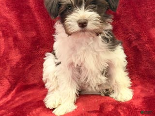 Miniature Schnauzer dogs Miniature Schnauzer Puppy 4 - Ad 11