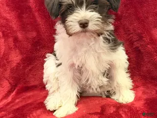 Miniature Schnauzer dogs Miniature Schnauzer Puppy 4 - Ad 10