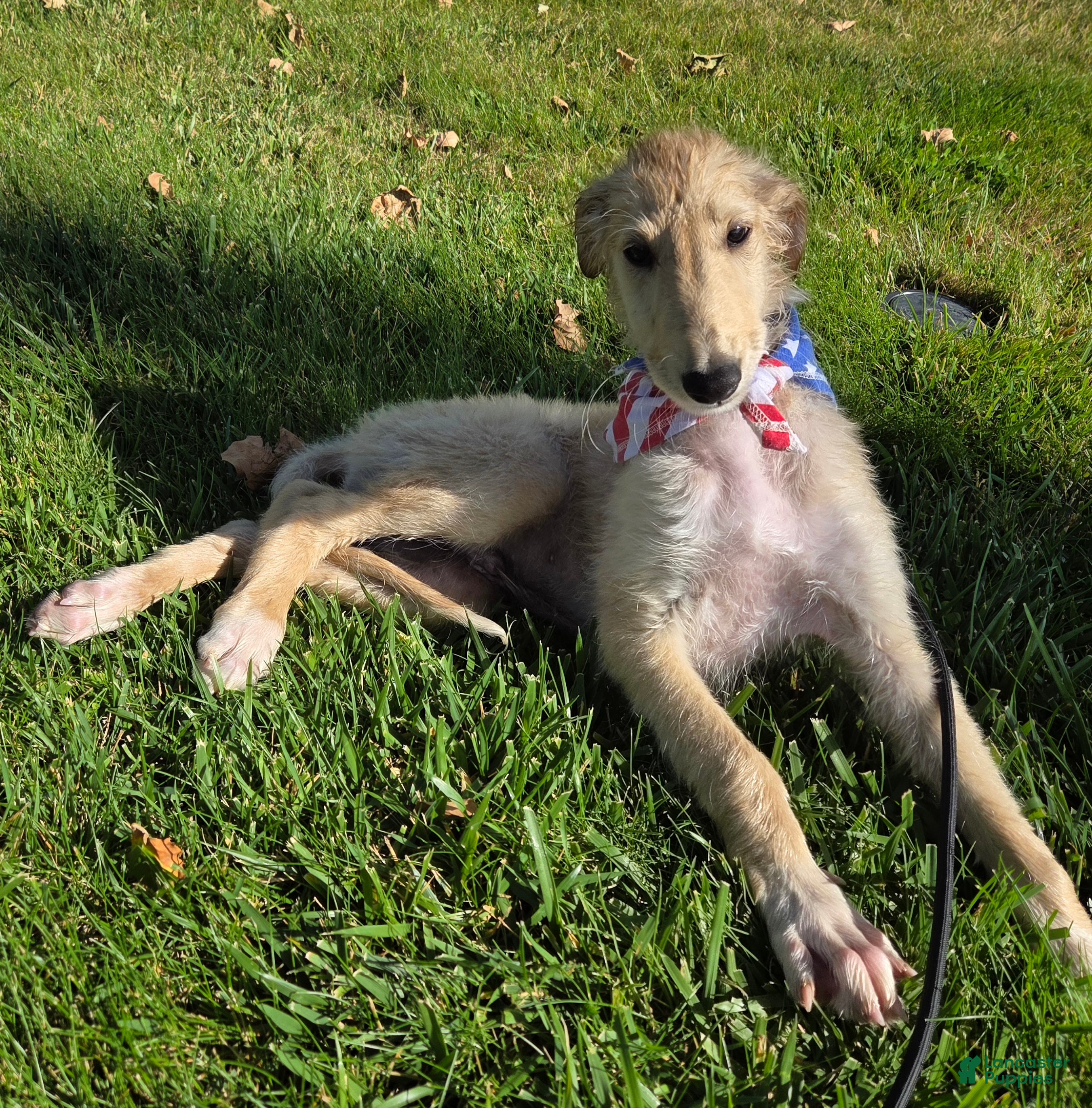 Borzoi dogs Arthur-APRI-Pedigree - Ad 2