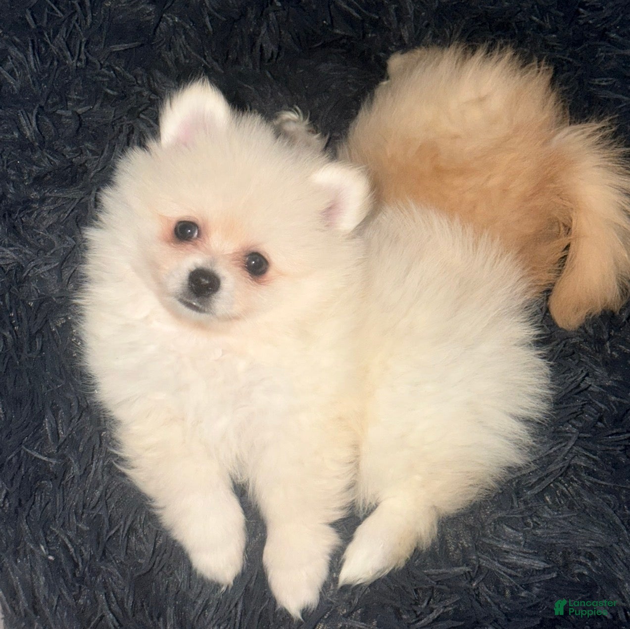 Pomeranian dogs Pomeranian Puppy 1 - Ad 9