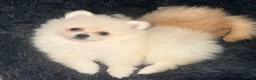 Pomeranian dogs for sale: Pomeranian Puppy 1 - Ad 1