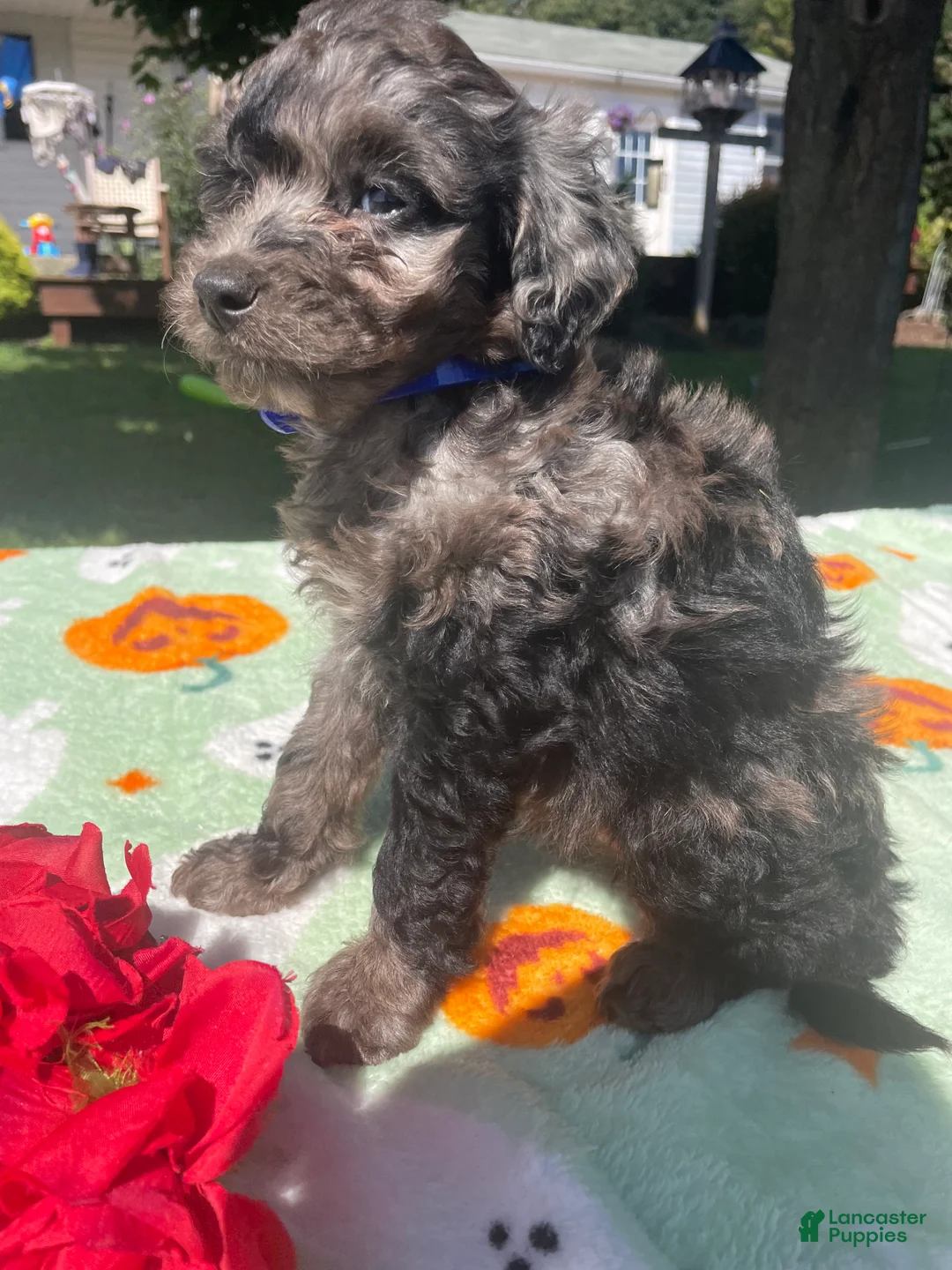 Cavapoo dogs for sale: Opal - Ad 2