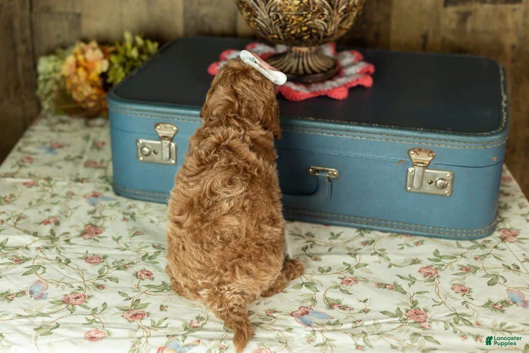 Mixed Breed dogs for sale: Elise - Ad 4