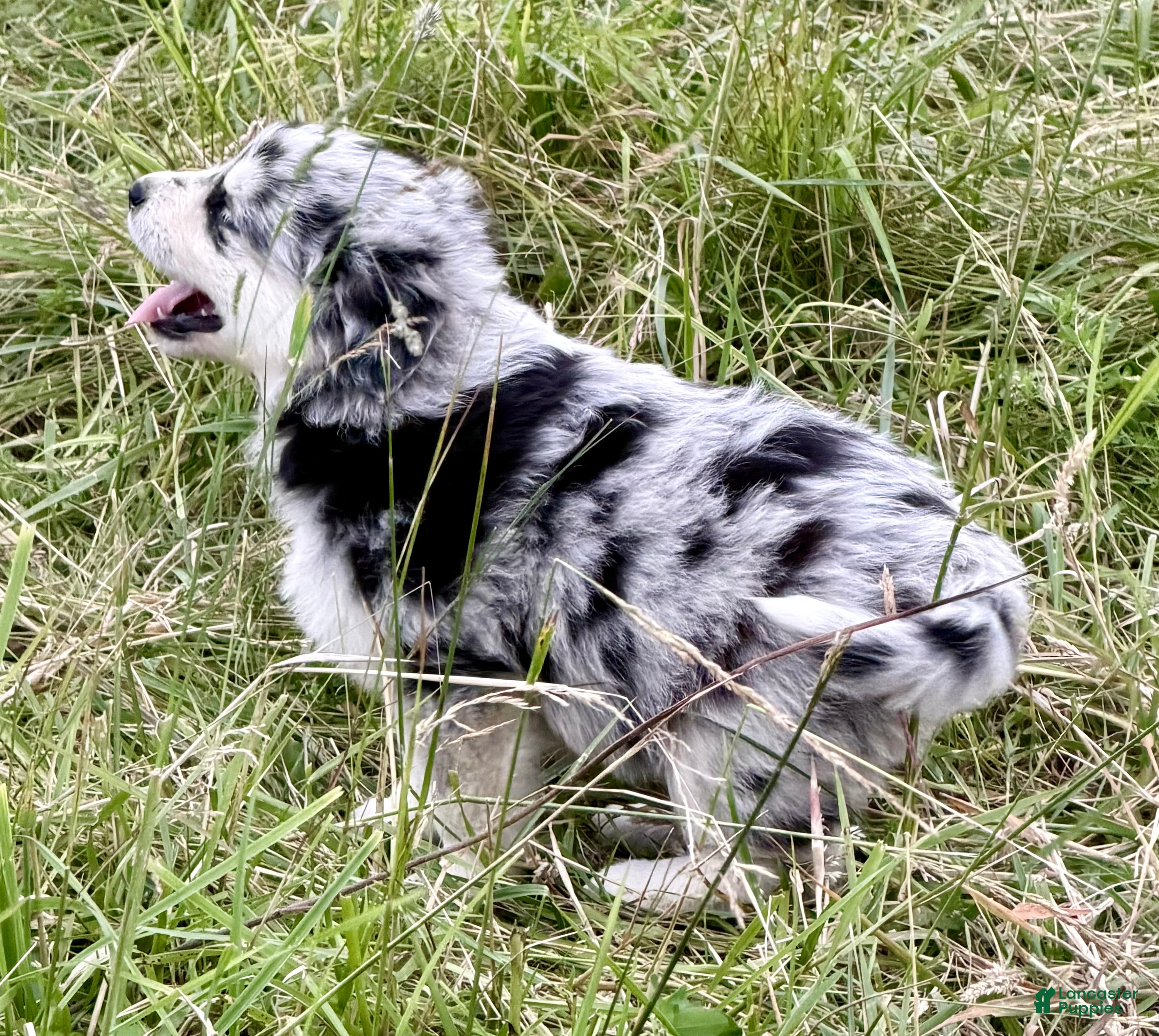 Mixed Breed dogs Mixed Breed 1 - Ad 2
