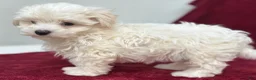 Maltese dogs for sale: Dodge - Ad 5