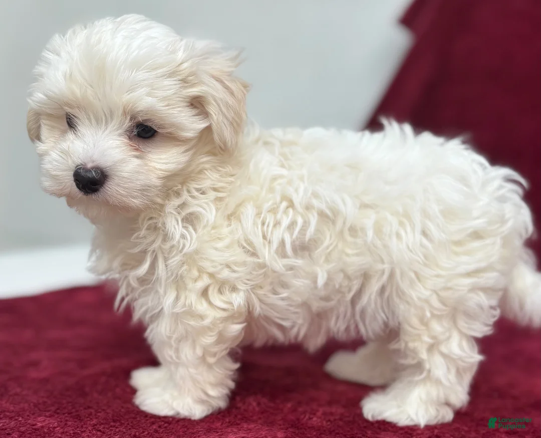 Maltese dogs for sale: Dodge - Ad 5