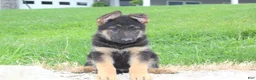 German Shepherd dogs for sale: Erik - Ad 2