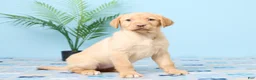 Labrador Retriever dogs for sale: Sunshine - Ad 3