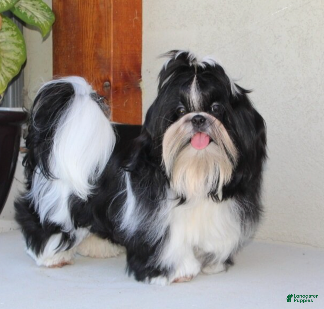 Shih Tzu dogs for sale: Raspberry AKC - Ad 6