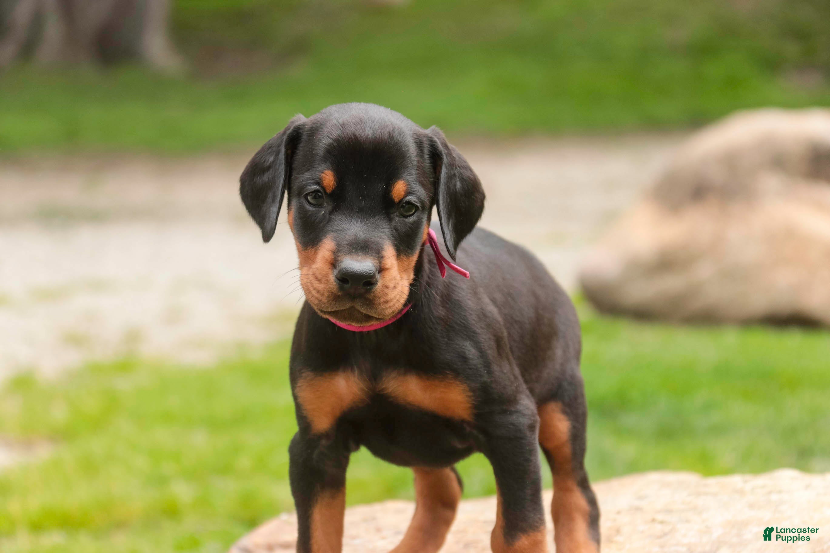 Doberman Pinscher dogs for sale: Delphine - Ad 5
